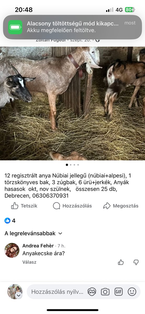 Dankó Beatrix Szimonetta munkája 1